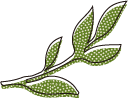 茶葉